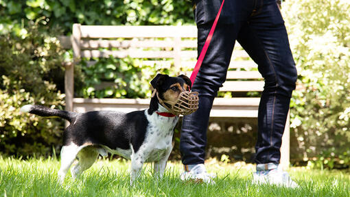 Muzzle at dog outlet park